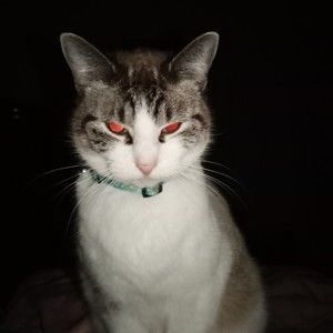 Meet your Posher, Sharon